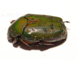 Pseudinca camerunensis