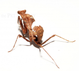 Deroplatys desiccata