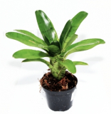 Neoregelia tigrina