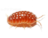 Armadillidium klugii MONTENEGRO
