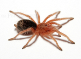 Grammostola rosea ex porteri s