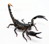 Heterometrus longimanus