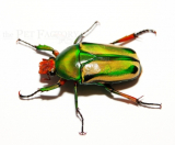 Coelorrhina hornimani