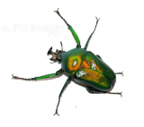 Dicronorhina derbyana oberthuri