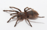 Pterinopelma sazimai m