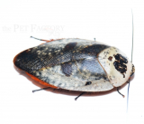 Gyna caffrorum