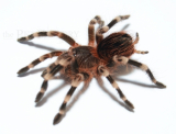 Acanthoscurria geniculata m