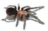 Brachypelma kahlenbergi L