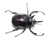 Megasoma mars