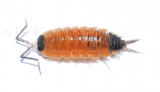Porcellio silvestri