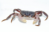 Gecarcoidea lalandii