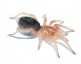 Grammostola pulchripes s/m (ex. G. aureostriata)