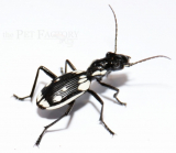 Anthia sexmaculata