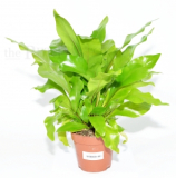 Asplenium nidus
