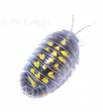 Armadillidium granulatum
