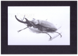 Kunstdruck Megasoma auf Hand