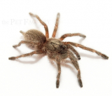 Monocentropus balfouri m Gruppe