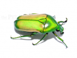 Chlorocala africana subsuturalis
