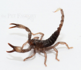 Heterometrus cyaneus s