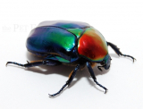 Cetonischema speciosa jousselini