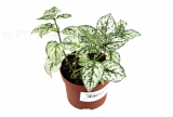 Hypoestes phyllostachya WHITE