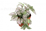 Hypoestes phyllostachya PINK