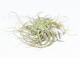 Tillandsia oaxacana