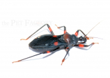 Platymeris rhadamanthus