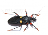 Platymeris guttatipennis