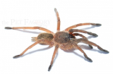 Chilobrachys guangxiensis m