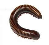 Pelmatojulus ligulatus