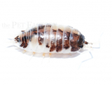 Porcellio laevis DAIRY COW
