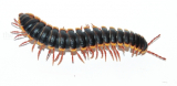 Coromus diaphorus