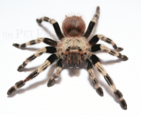 Nhandu chromatus ml