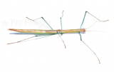 Mamessiodea spec. CAT TIEN
