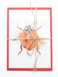 Postcard Lady Bug Explosion