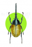 Print DIN A5 Dynastes hercules