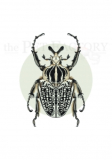 Print DIN A4 Goliathus