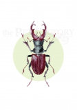 Print DIN A4 Lucanus