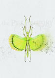 Print DIN A4 Phasmid Explosion