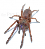 Chilobrachys spec. ELECTRIC BLUE m