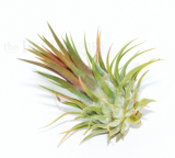 Tillandsia ionantha rubra