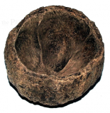 Paranussschale