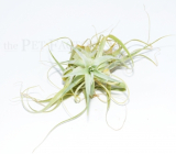 Tillandsia gardneri