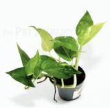 Epipremnum aureum