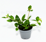 Peperomia angulata
