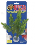 Betta Plant - Salvia