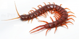 Scolopendra spec. Hispaniola RED GIANT XL