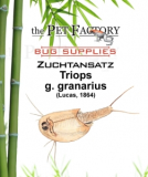 Zuchtansatz Triops g. granarius