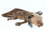 Kuschel Axolotl WILD